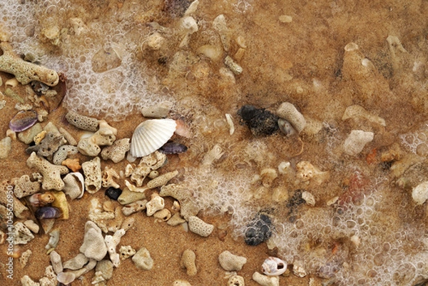 Fototapeta Tropical beach shells