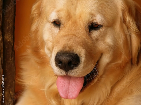 Obraz perro labrador retrato