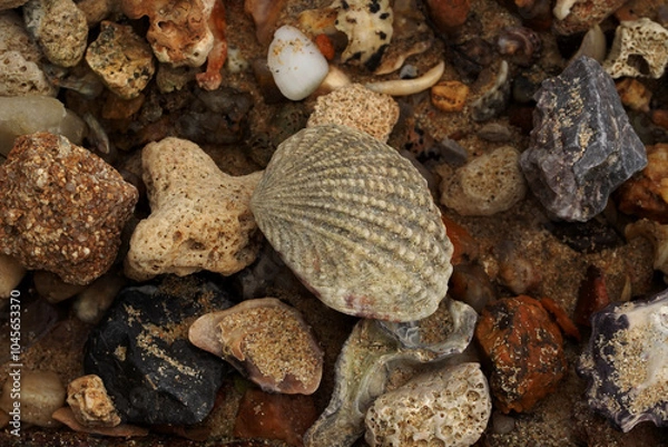 Fototapeta Tropical beach shells