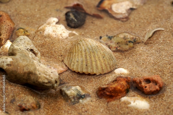 Fototapeta Tropical beach shells