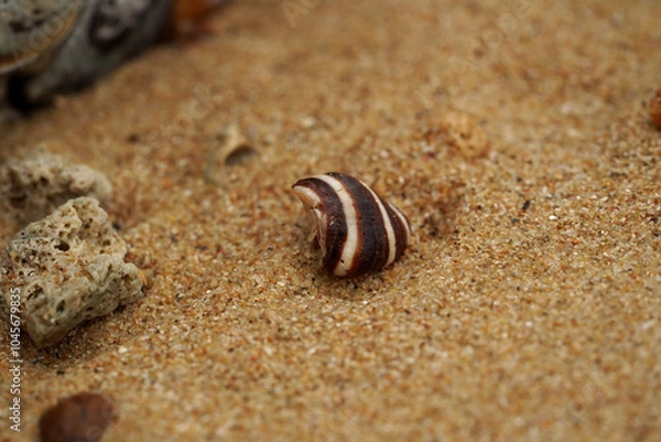 Fototapeta Tropical beach shells