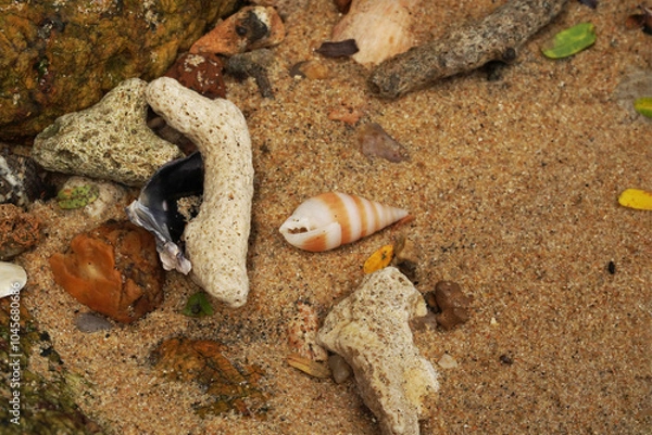 Fototapeta Tropical beach shells
