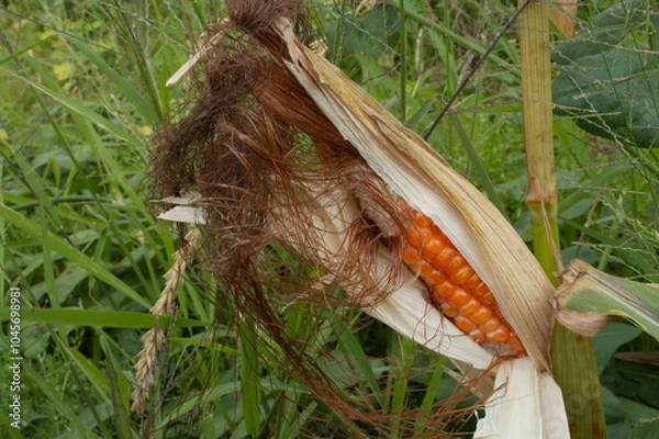 Obraz corn in the grass