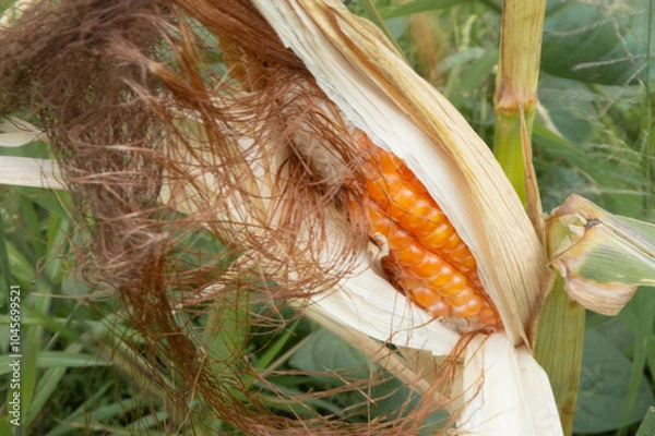 Obraz corn in the field