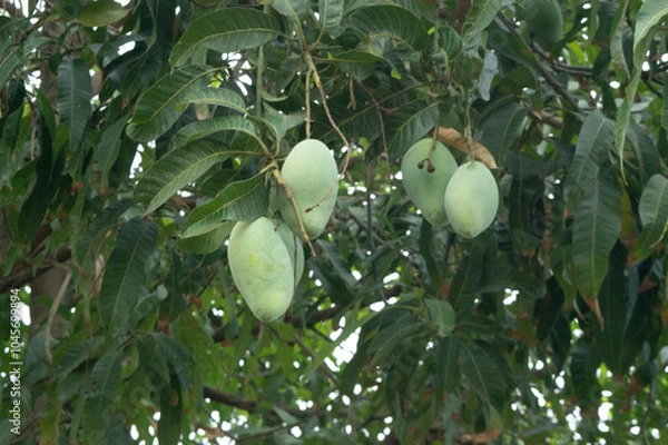 Obraz mango fruit hanging on the tree
