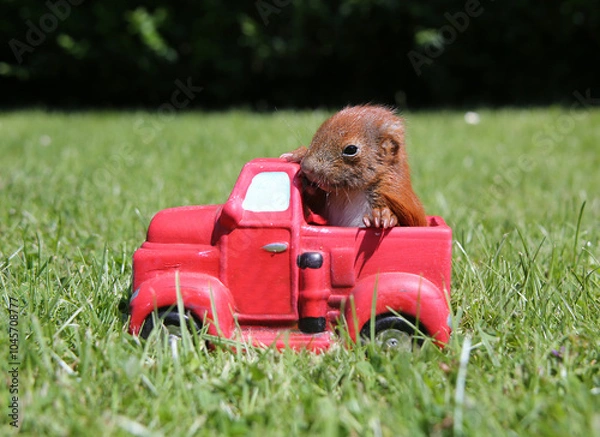 Obraz junges Eichhörnchen