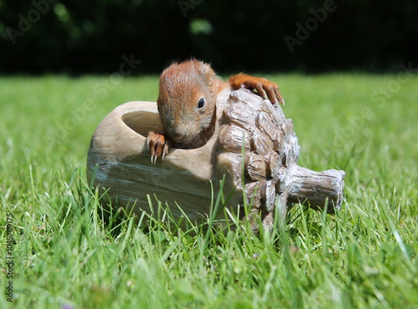 Obraz junges Eichhörnchen