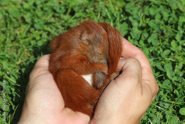 Obraz Eichhörnchenbaby