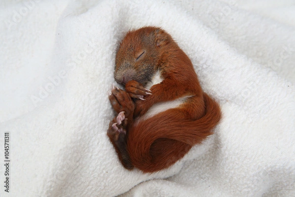 Obraz Eichhörnchenbaby