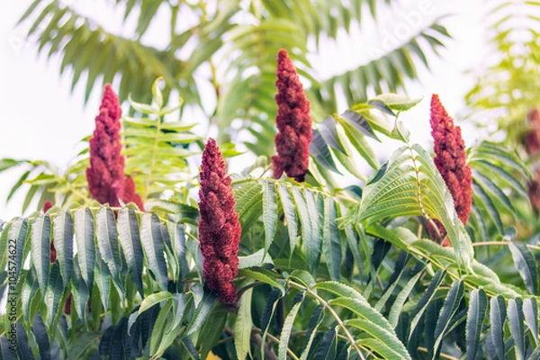 Obraz Staghorn sumac or velvet sumac