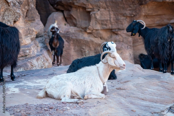 Obraz goats in the mountains