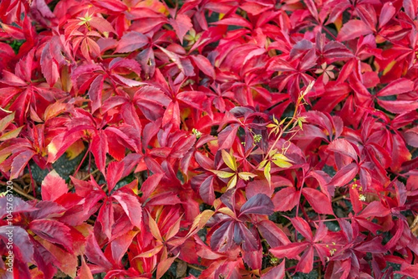 Obraz Background of colorful autumn leaves close-up. Red leaves wild grapes. A wall of colorful red ivy leaves.