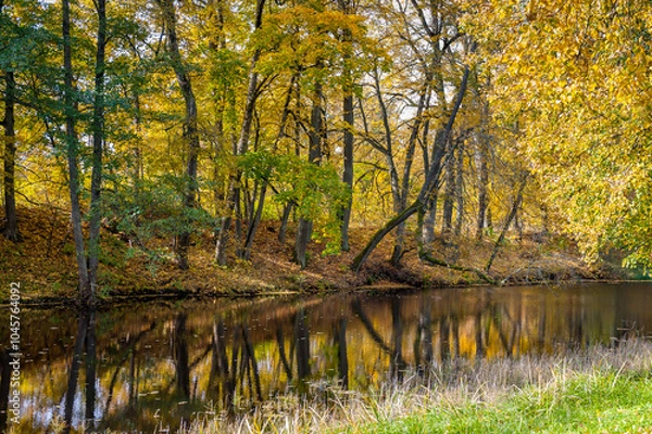 Obraz Autumnal landscape with golden trees by the water's edge.  Reflection in water.