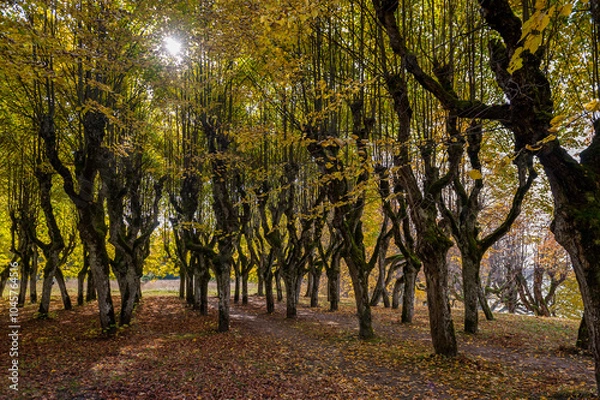Fototapeta Old linden alley in the park on an autumn day. Road between the trees, covered with yellow fallen tree leaves. Katvaru manor, Latvia.
