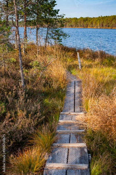 Obraz A nature trail along the swamp's edge around the lake. Beautiful landscape of wilderness. Purezer Nature Trail, Latvia.