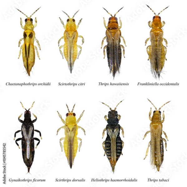 Fototapeta Mediterranean thrips isolated on a white background. Thrips are minute, slender insect pests of fruit trees