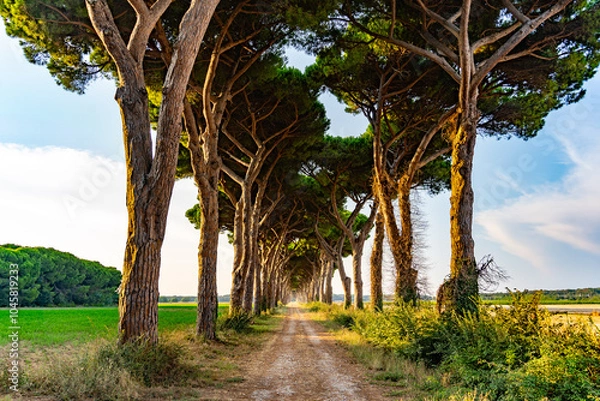 Obraz green road italy Stone pine