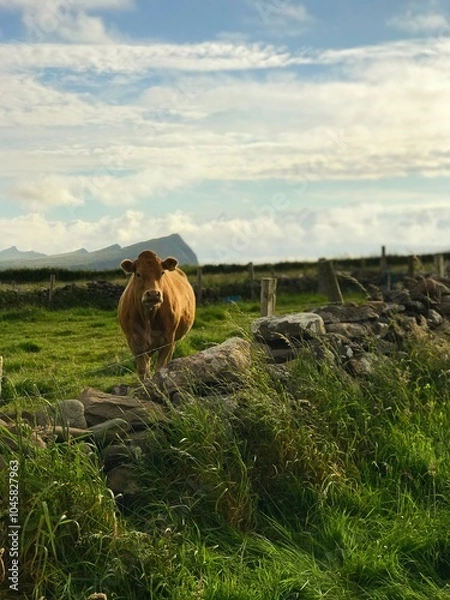Fototapeta Cattle on Coast 
