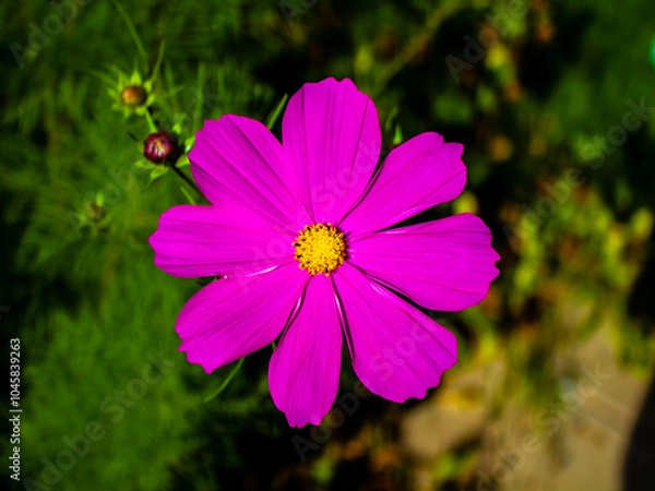 Obraz Cosmos