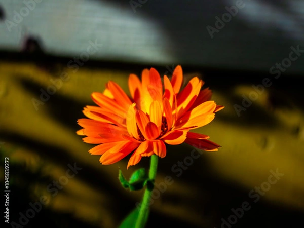Obraz Orange Pot Marigold
