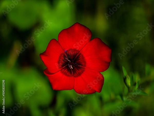 Obraz Scarlet Flax