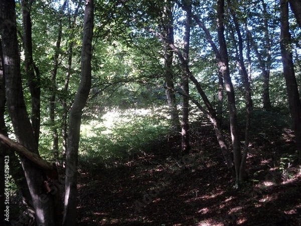 Obraz The Day in the Forest