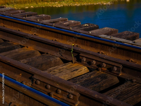 Obraz Flower on Tracks