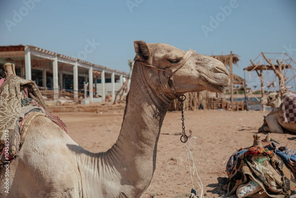 Obraz camel in the desert caravan
