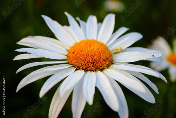 Obraz daisy flower closeup
