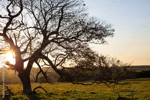 Fototapeta tree at sunset