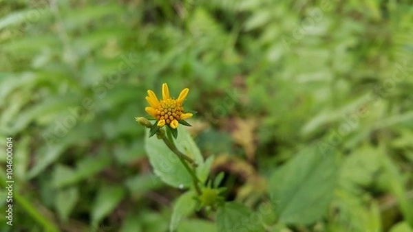Fototapeta Wollastonia biflora is often called sea saruni. Wedelia has properties as a herbal medicine. This plant can treat insect bites, cuts from cuts, pus wounds, swelling, heat or fever, and itching.