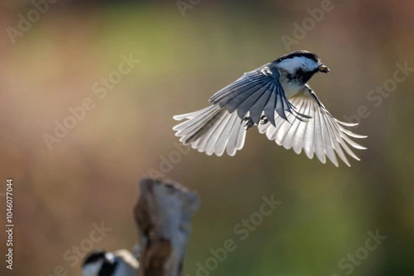 Fototapeta black capped chickadee in flight