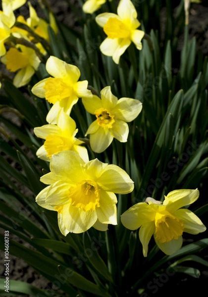 Fototapeta spring yellow flowers, close up