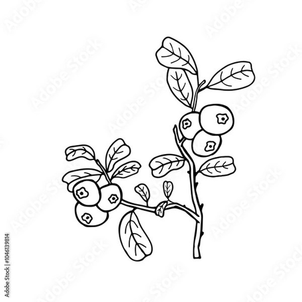Fototapeta Hand drawn illustration with cowberry. Stylized picture of branch with lingonberry berries and leaves in sketchy style. Vaccinium vitis-idaea, mountain cranberry outline icon. Summer, autumn harvest.