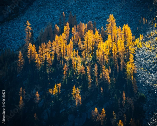 Fototapeta Cluster of Larch Trees on Rocky Hillside