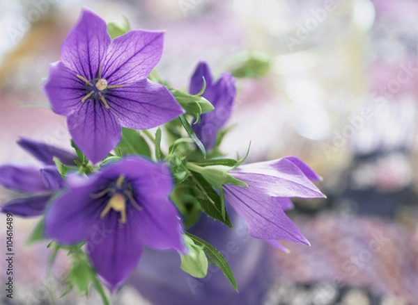 Obraz 紫色の桔梗