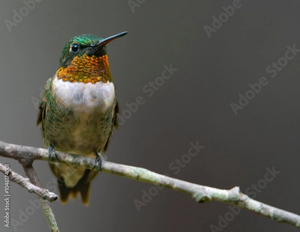 Obraz Ruby Throated Hummingbird