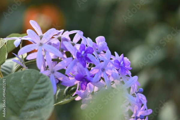 Obraz close up of a blue flower
