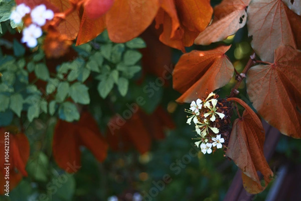 Obraz autumn leaves on the fence