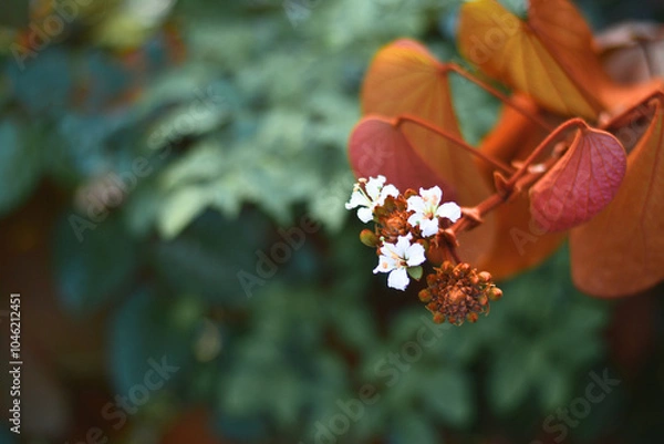 Obraz Gold leaf Bauhinia is bloom with green leaves background.