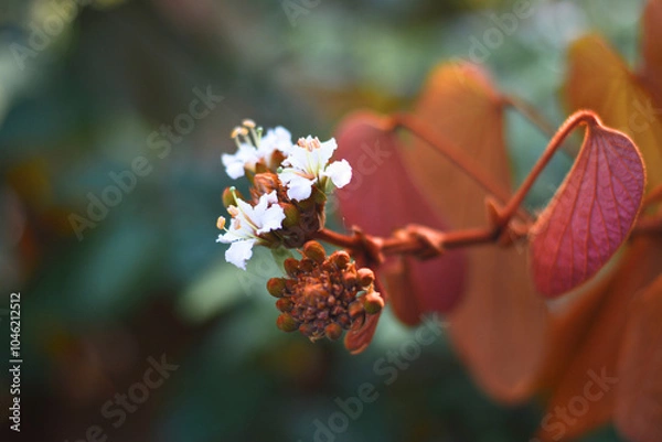 Fototapeta close up of a gold leaf bauhinia is bloom.