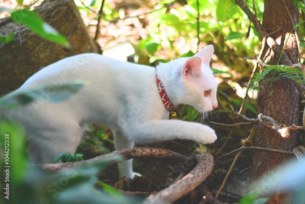 Obraz white cat in the garden.