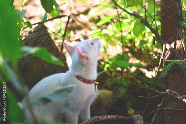 Obraz white cat with red collar lizard on the tree.