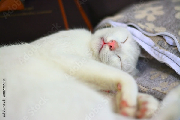 Obraz white cat sleeping on a pillow.