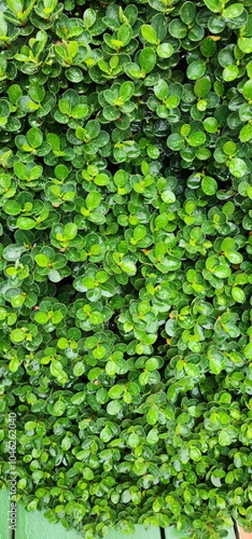 Obraz Green shrub: Circular ficus has dark green, round leaves with rounded tips and dew-wet. Ficus microcarpa L.f is shrub with light brown trunk and branches. All parts of tree contain thick white latex
