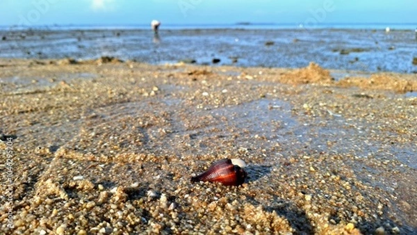 Obraz Shells on the beach when the tide is low.