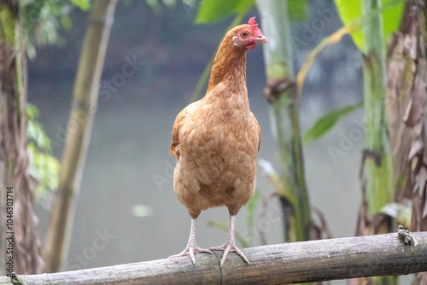 Fototapeta A chicken hen stands on a bamboo fence rail in the morning light. It is a common domestic bird in rural areas of Bangladesh.