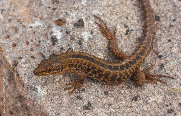 Obraz Italian wall lizard or ruin lizard - Podarcis siculus