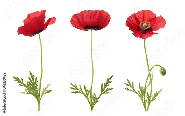 Obraz Three red poppies in various stages of bloom, isolated on a transparent background.