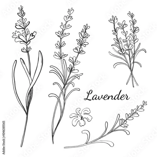 Obraz Sketch ink graphic lavender flowers set illustration, draft silhouette drawing, black on white line art. Botanical vintage etching floral design.	